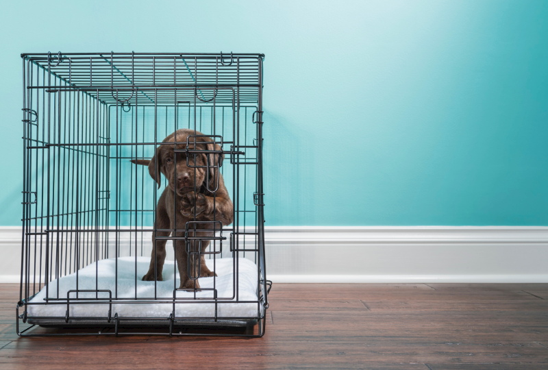 Night time puppy crate training best sale